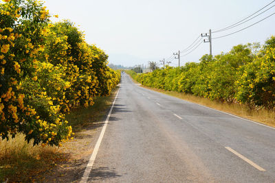 Empty road amidst trees against sky