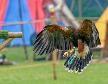 Close-up of birds flying