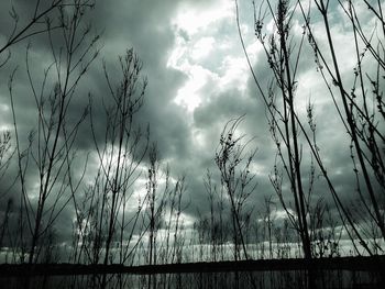Bare trees against cloudy sky