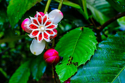 Close-up of red flower growing on plant