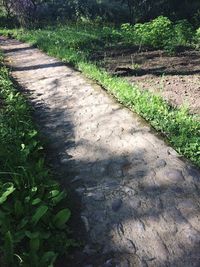 Shadow of grass on plant