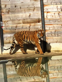 Tiger in a zoo