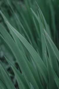 Close-up of green leaves