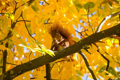 Low angle view of squirrel perching on tree