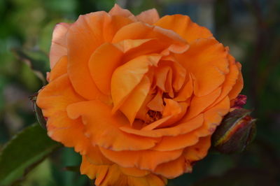 Close-up of orange rose flower