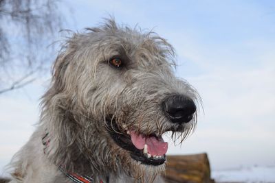 Close-up of dog against sky