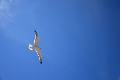 Low angle view of bird flying against clear blue sky