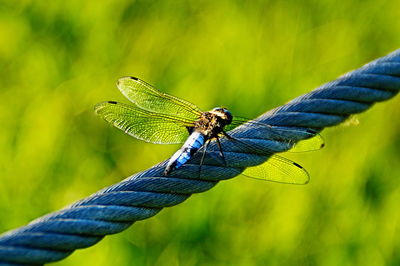 Close-up of damselfly on blue leaf