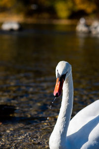 Close-up of swan swimming in lake