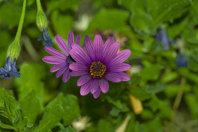 Close-up of purple flower