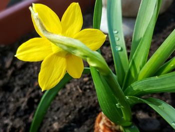 Close-up of yellow plant