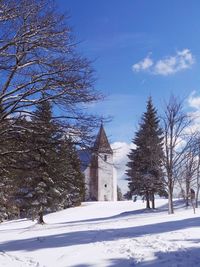 Trees against sky during winter