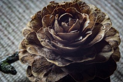 Close-up of wilted rose