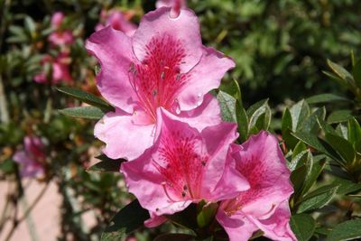 Close-up of pink flowers