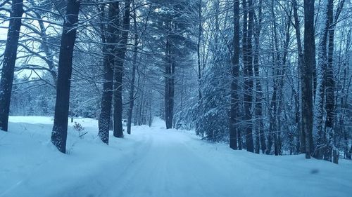 Snow covered road amidst trees in forest