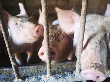 Close-up of pigs in pen