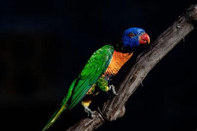 Close-up of parrot perching on tree