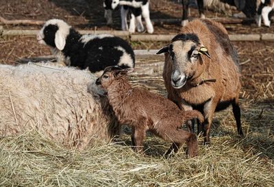 Close-up of sheep on field