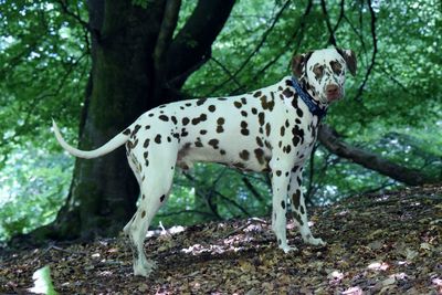 Dog in forest