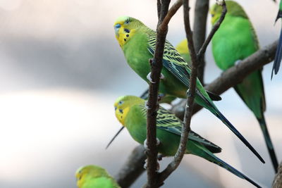 Close-up of parrot perching on tree branch