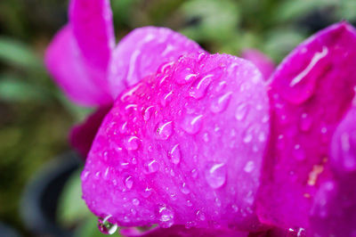 Close-up of wet pink flower blooming outdoors