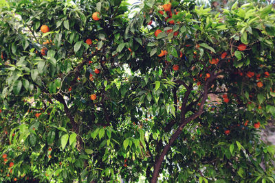 Fruits on tree