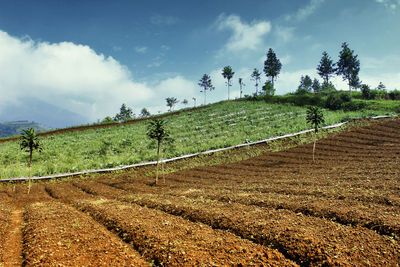 Scenic view of agricultural field against sky