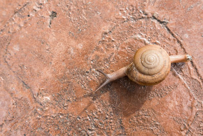 Close-up of snail