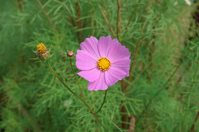 Close-up of pink cosmos flower. pink cosmos flowers with green leaves background.