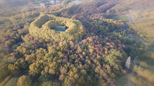 High angle view of trees and plants in forest