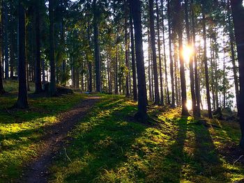 Sun shining through trees in forest