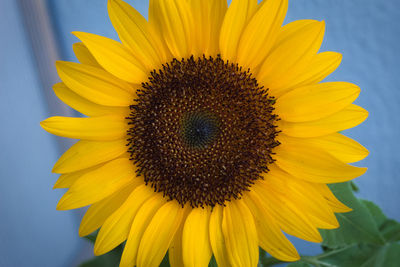 Close-up of sunflower