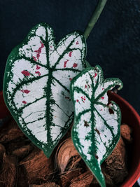 High angle view of christmas decorations on plant