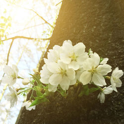 Close-up of white flowers blooming on tree