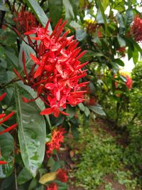 Close-up of red flowering plant