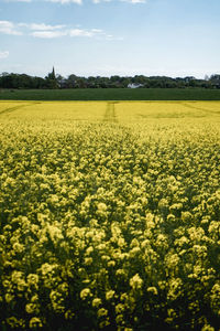 Scenic view of oilseed rape field against sky