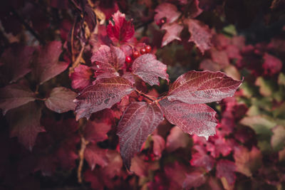 Branch with red small berries on a background of red leaves. different shades of red. autumn