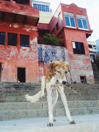 Horse in front of building against sky