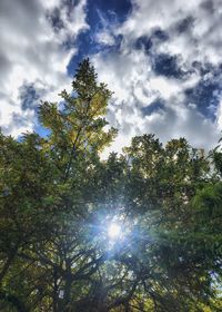 Low angle view of trees in forest against sky