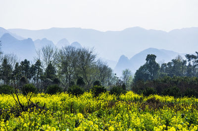 Scenic view of grassy field against sky