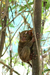 Portrait of tarsier on tree