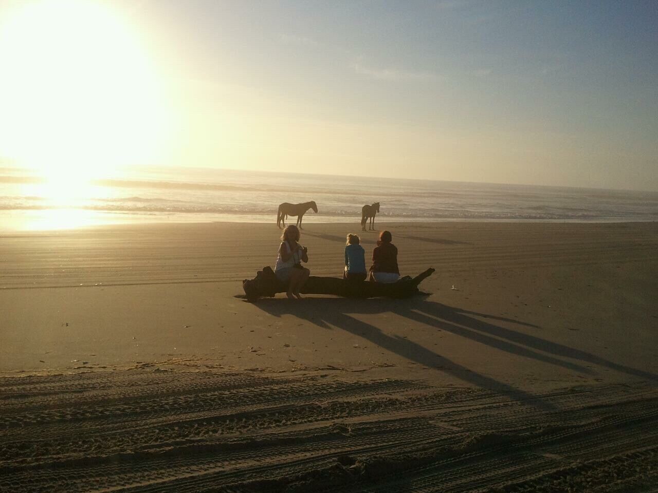 Horses by the ocean