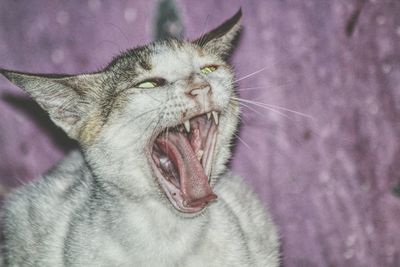 Close-up of cat yawning