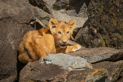 Lion cub lies on rock in sun