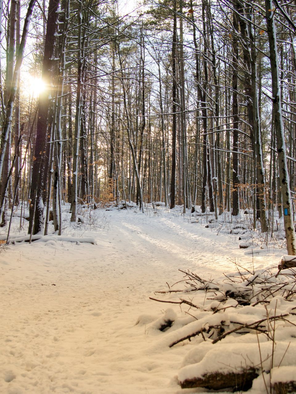 SCENIC VIEW OF SNOW COVERED FOREST