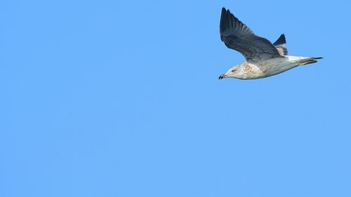 Low angle view of seagull flying against clear blue sky