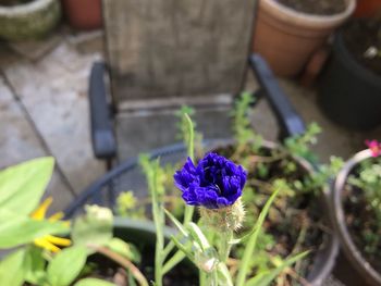 High angle view of purple flower pot