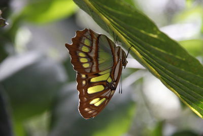 Close-up of butterfly on plant