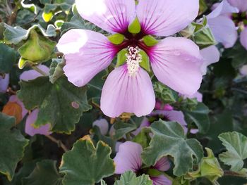 Close-up of pink flowers blooming outdoors