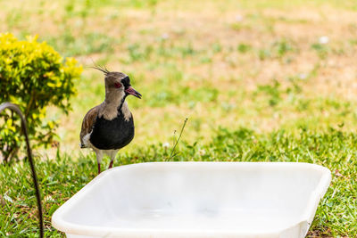 Close-up of bird perching on grass